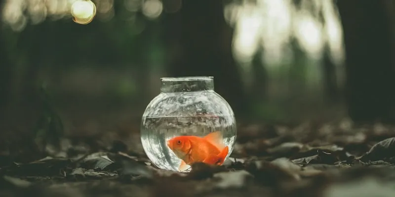 Manutenção de Aquário: Cronograma Semanal e Mensal