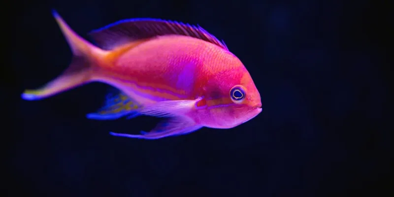 Top 10 Peixes para Iniciantes em Aquarismo