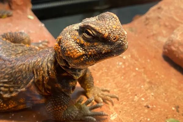 Terrários e Vivários