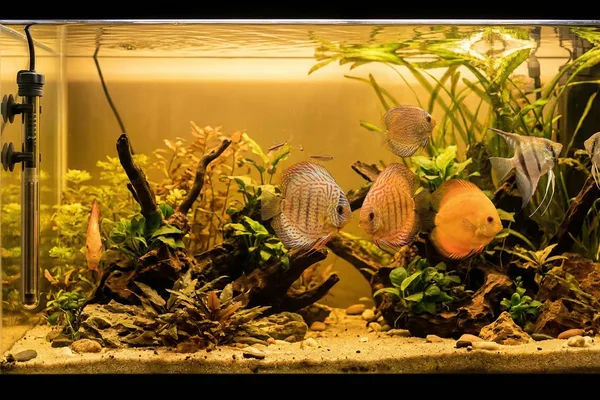 Consultoria em Aquarismo